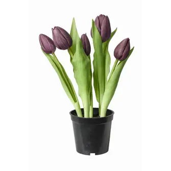 DACORE Tulipaner i potte - lilla - DACORE